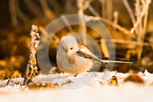 Cute birds in snow