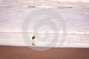 Cute birds, walking on the beach in the sand, water in background