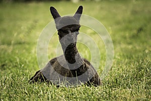 Cute black alpaca baby sitting on the grass