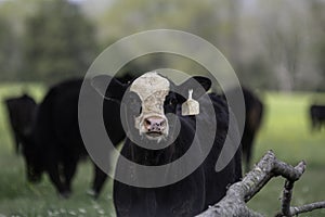 Cute black baldy looking at camera