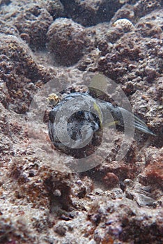 A cute black balloonfish