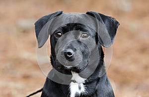 Cute Black Beagle Dachshund mixed breed dog mutt