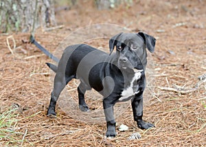 Cute Black Beagle Dachshund mixed breed dog mutt