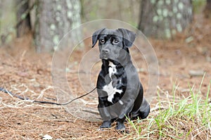 Cute Black Beagle Dachshund mixed breed puppy dog mutt