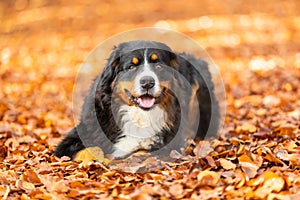 Cute black Bernese mountain dog lying on the ground with fallen leaves in the forest in autumn