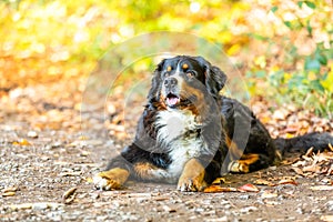 Cute black Bernese mountain dog lying on the ground with fallen leaves in the forest in autumn