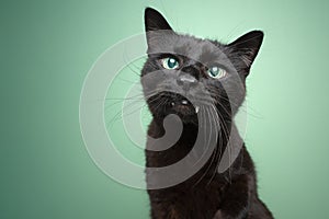 cute black blind cat with overbite and reflecting retina portrait