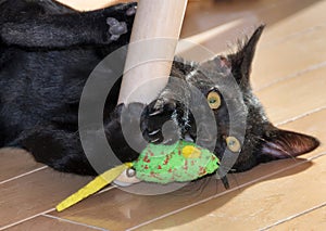 Cute black Bombay kitten playing with green cat toy.