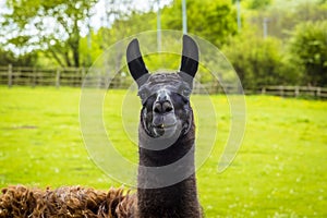 A cute black and brown alpaca on a farm in Worksop, UK on a spring day