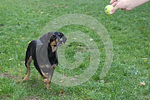 Cute black brown dog with a raised paw waiting apple