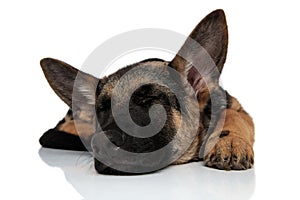 Cute black and brown german shepard lying and sleeping