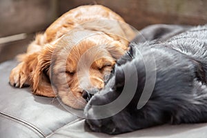 Cute Black and Brown Puppy Dogs Sleeping on a Cushion