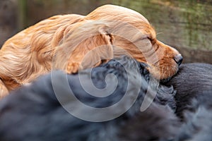 Cute Black and Brown Puppy Dogs Sleeping Outside in a Croup