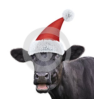 Cute Black bull in santa hat isolated on white