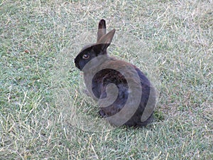 Cute black bunny rabbit on the grass at Jericho beach