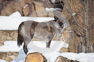 Cute black canadian wolf is looking at the camera. Canis lupus pambasileus