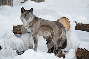 Cute black canadian wolf is standing on a white snow. Canis lupus pambasileus