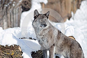 Cute black canadian wolf is standing on a white snow. Canis lupus pambasileus