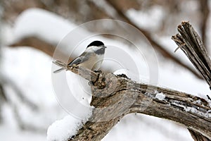 Lindo pájaro americano pájaro sobre el rama en la nieve 