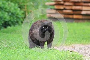 Cute black cat angrily fluffed fur and he arched his back in green grass