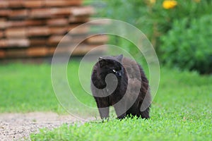 Cute black cat angrily fluffed fur and he arched his back in green grass