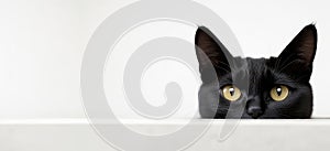 A cute black cat appears from beneath the table. Isolated on white background.