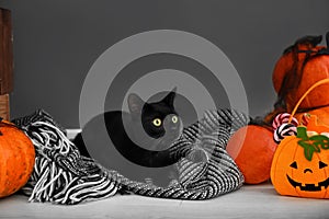 Cute black cat and Halloween decor near grey wall