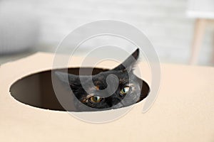 Cute black cat looking out of cardboard box