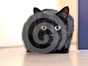 Cute black cat in the lurking.