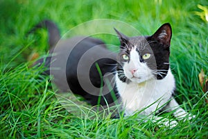 Cute black cat lying on green grass