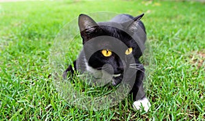 Cute black cat lying on green grass