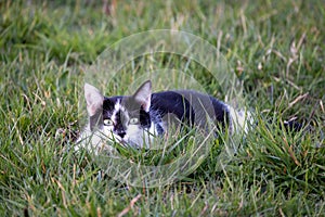 Cute black cat lying on green grass lawn, shallow depth of field portrait.