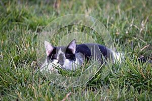 Cute black cat lying on green grass lawn, shallow depth of field portrait.