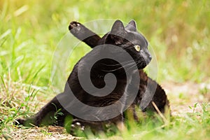 Cute black cat sit in yoga pose in green grass in nature. Yoga concept