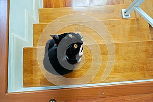 Cute black cat sits on the Staircase.