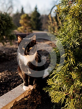 cute black cat with white breast