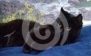 Cute black cat with yellow eyes