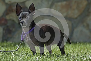 Cute black Chihuahua puppy dog on leash trains on the grass