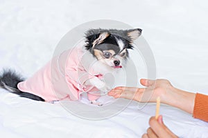 Cute black Chihuahua puppy in pink  shirt standing on a white bed in the room,look at the dessert on owner hand,Dog training