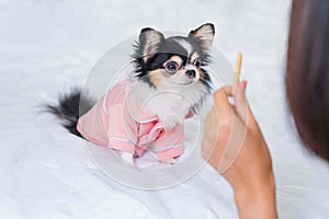 Cute black Chihuahua puppy in pink  shirt standing on a white bed in the room,look at the dessert on owner hand,Dog training