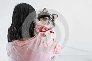 Cute black Chihuahua puppy in pink  shirt was carried by the owner on the shoulder in the bedroom,soft and selective focus,copy