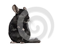 Cute black chinchilla sitting upright seen from the front looking away on a white background