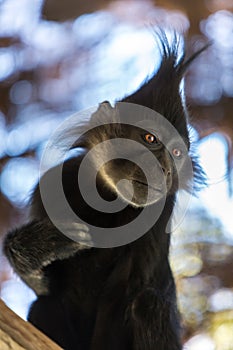 A Cute Black-Crested Mangabey on a Branch