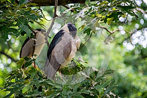 Cute black-crowned night heron perched on a tree branch with a blurred background