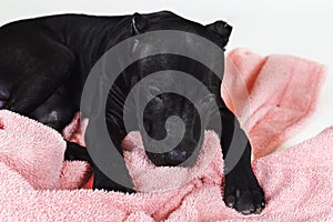 Cute black dog of American Pitbull Terrier breed, close-up portrait of lying down puppy with old-fashioned ears cut, on soft pink