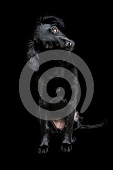 Cute black dog face wallpaper on a dark background
