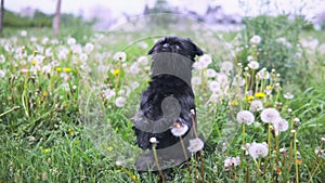 Cute black dog in a park learning beg trick