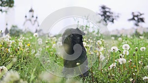 Cute black dog in a park learning beg trick