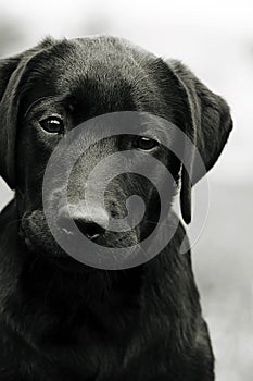 Cute black dog puppy Labrador looking right at you, causing pity