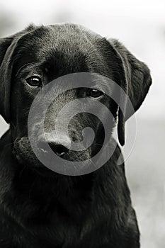 Cute black dog puppy Labrador looking right at you, causing pity photo